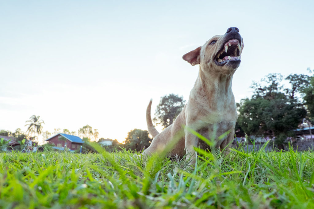 dog bite lawyer california