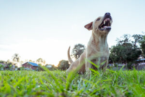 Average Settlement for Dog Bite in California